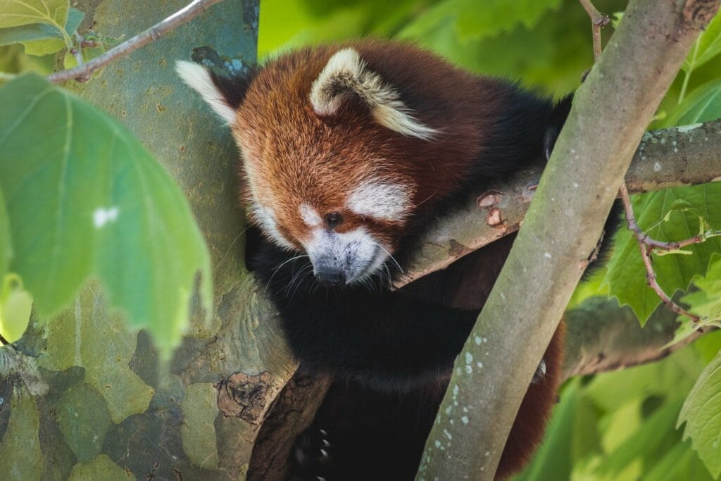 Firefox