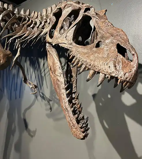 Dinosaur Display