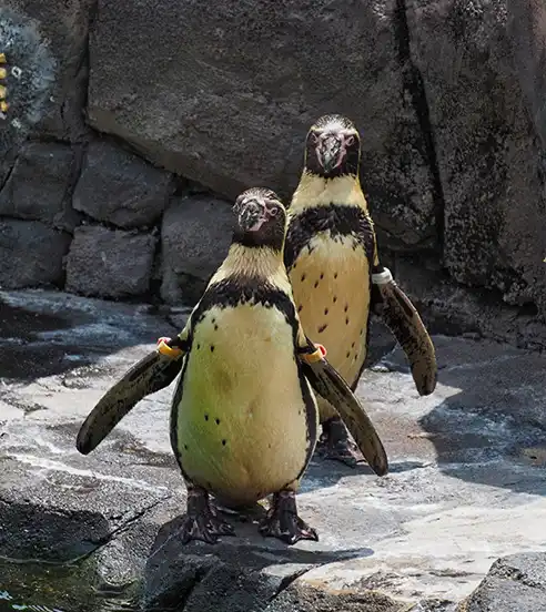 Kansas City Zoo