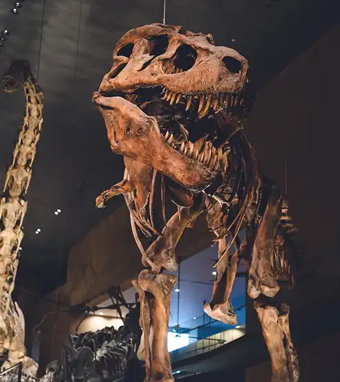 Dinosaur display