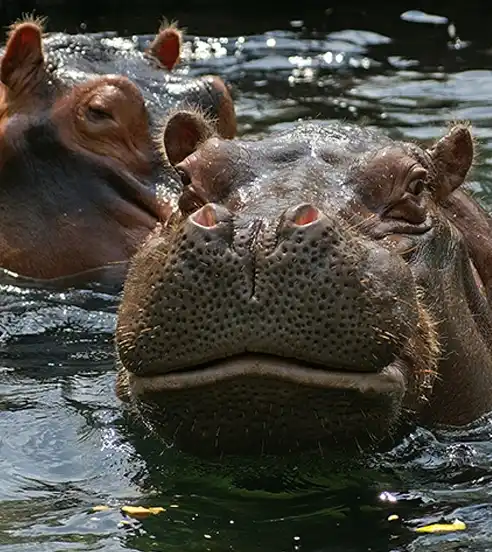 St. Louis Zoo